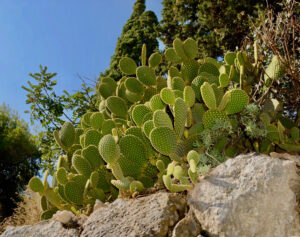 The prickly heat sufferer feels that s/he is impaled by cactus